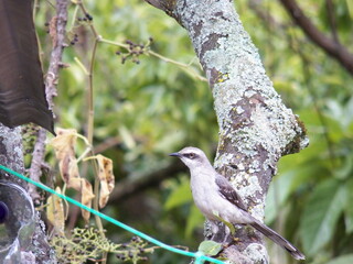 white-faced bird