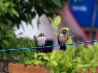 young and female flycatcher