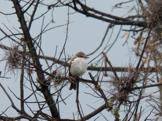 young flycatcher