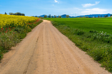 Field of yellow rapeseed oilseed plant on the side of a road with red poppies on blue sky cultivation in Girona Spain Costa Brava