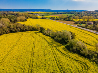 drone aerial Yellow rapeseed field with green crop in harmonic background European crop Gerona