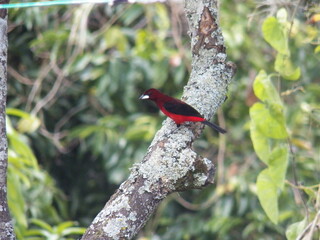Crimson-backed Tanager