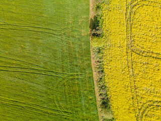 Beautiful field sown with green with mountains in the background and yellow rapeseed field aerial shot from a drone