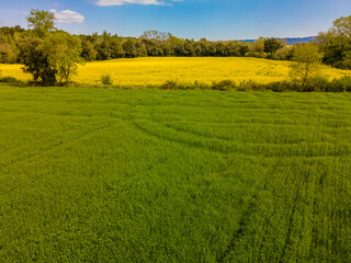 drone aerial Yellow rapeseed field with green crop in harmonic background European crop Gerona