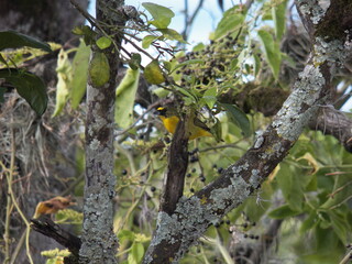yellow euphonia