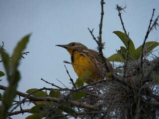 yellow-belled bird