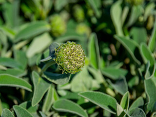 Vendée, France; April 4, 2021: photo of a flower bud of Phlomis fruticosa, Jerusalem Sage, flowering plants of the Lamiaceae family, native to Albania, Cyprus, Greece, Italy,Saint Gilles Croix de vie.