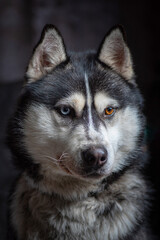 Portrait of a Siberian husky close-up on a dark background.
