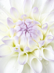 White dahlia macro shot flower background
