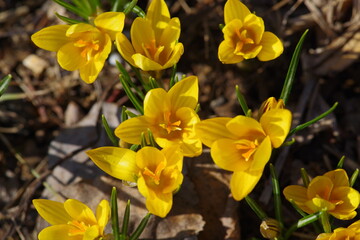 Fototapeta premium yellow crocuses in spring