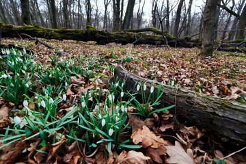 Na przedwiośniu zakwita w lasach Śnieżyczka przebiśnieg (Galanthus nivalis L.)