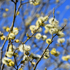 Weidenkätzchen vor strahlend blauem Himmel