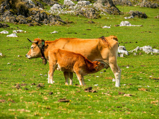 Calf sucking Mountain (cows of Asturian breed) Asturias / Spain