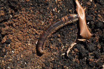 Tropical rainforest, burned, felled and destroyed, for timber extraction, livestock and monocultures such as palm oil. Waiego Island, West Papua, Indonesia. Deforestation of the jungle.