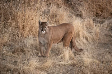  Cougar also called mountain lion, panther or puma hunting in a meadow in winter Colorado, USA  © gevans