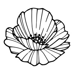 Forest poppy icon, hand drawn and outline style