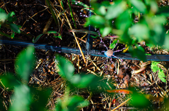 Drip irrigation. The photo shows the irrigation system in a raised bed. Blueberry bushes sprout from the litter against drip irrigation