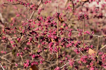 Many small berries of a rounded snowy-tree (Symphoricarpos orbiculatus Moench), preserved over the winter on a bush without leaves