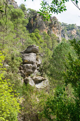 Piedra entre los arboles
