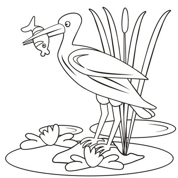 recommend clip art: ibis and fish, color vector illustration, coloring book for children