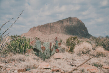 cactus in the desert