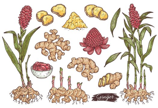 Big elements set of ginger plant parts, engraving vector illustration isolated.