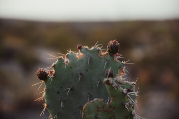 close up of cactus