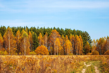 Fototapeta premium Autumn golden forest in sunny day. Autumn in Russia.
