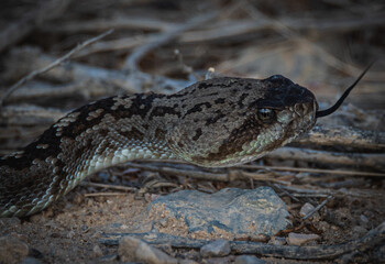 close up of a rattlesnake