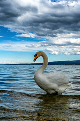 Obraz premium Schwan am Seeufer des Bodensee im Frühling 