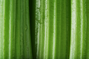 Green stalks of celery close-up in full screen.