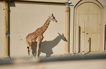 Wild African animal - A giraffe in the zoo.