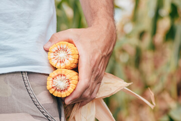 Farm worker holding corn on the cob in the field
