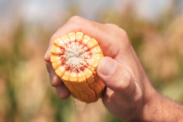 Farm worker holding corn on the cob in the field