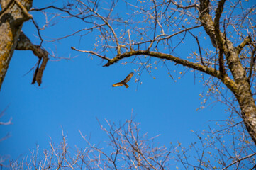 Hawk Above the Trees