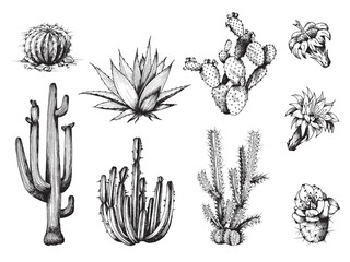 Cactus and its flowers set, engraving vector illustration isolated on white.