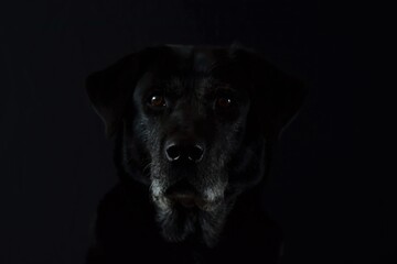 portrait of a black dog on a black background