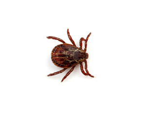 Tick isolated on white background