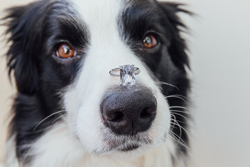 Will you marry me. Funny portrait of cute puppy dog border collie holding wedding ring on nose...
