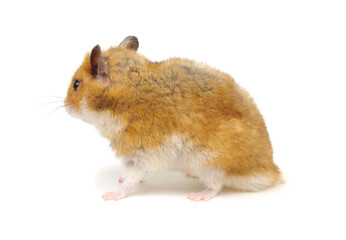 Hamster isolated on white