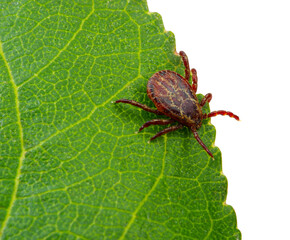 Tick insect sitting on a green leaf