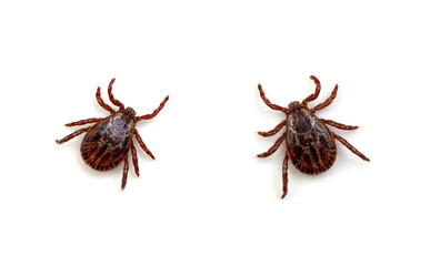 Tick isolated on white background