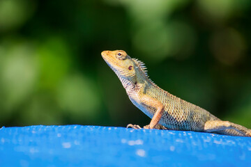 beautiful chameleon close up view. indian chameleon sun bathing pose.