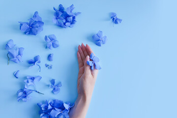 Caucasian female hand and blue hydrangea flowers on bright blue background. Your Product is here, copy space.