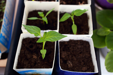 Growing pepper seedlings in square milk container near window in daylight of sun in spring April. Beautiful pepper plants with green small delicate leaves, veins shine through in sun, black soil