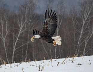 american bald eagle in flight with chicken on his its beak