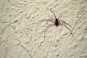 Spider on a white wall