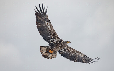 juvenile bald eagle in flight with fully expanded wings