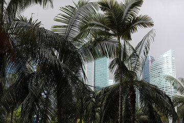 Tropical palm trees on the street in Singapore city