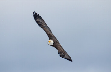 eagle in flight